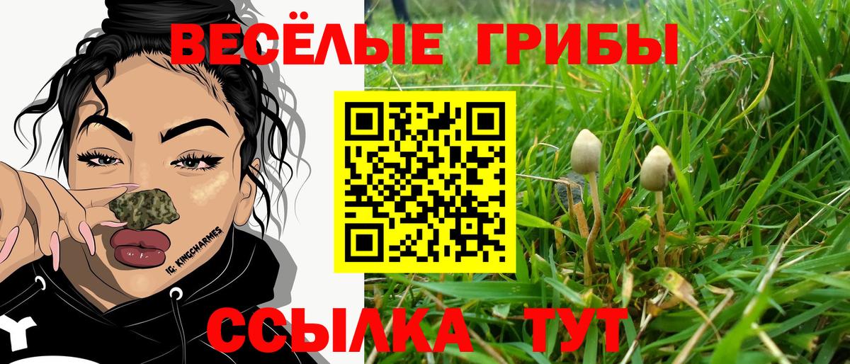 Псилоцибиновые грибы Psilocybine cubensis Балашов
